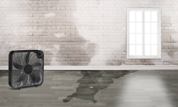 Best Water damage cleanup near me  in Loxley, AL